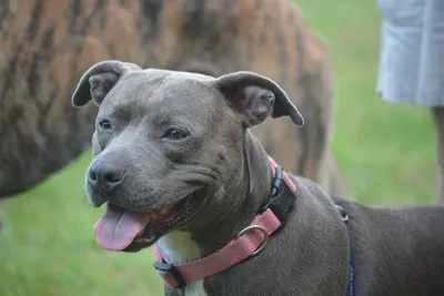 How to Make a Pitbull a Service Dog | Pettable