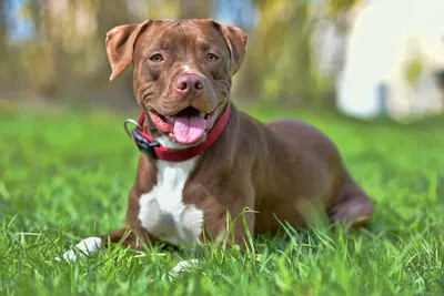 A cute pitbull with a happy smile 18248997 PNG