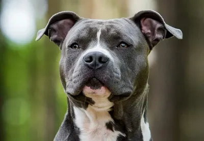 Black pitbull hi-res stock photography and images - Alamy