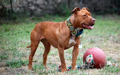 5 Types of Pit Bull Dog Breeds