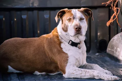 Discovering the White Pitbull: A Complete Guide