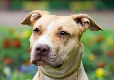 American Pit Bull Terrier - Wikipedia