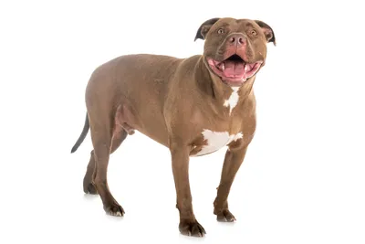 American Pit Bull Terrier Dog Breed Information and Characteristics