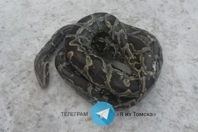 Snake королевский питон, или питон питона шарика Regius висит вокруг шею  девушки в зеленом платье Стоковое Фото - изображение насчитывающей гад,  хищник: 98930384