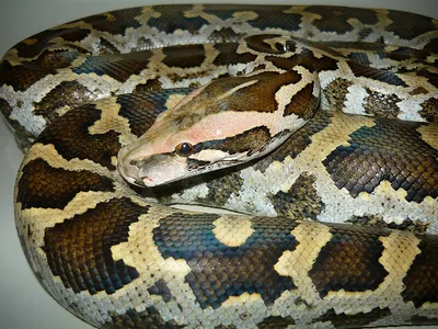 Python Королевского Питона Едят Мыши, Бал Python, Python Regius, В Передней  Части Белый Фон Фотография, картинки, изображения и сток-фотография без  роялти. Image 10764823