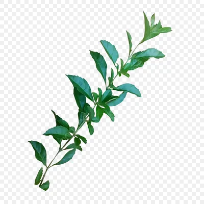 Белая кошка - Png (пнг) картинки и иконки без фона
