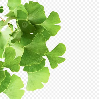 Фотография голубь без фона в png формате