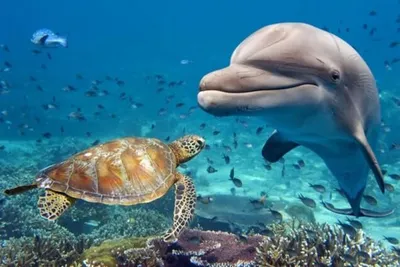 Охрана океана. Подводный мир нуждается в Вашей помощи! - Diving Atlantis  Tenerife