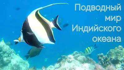 Новости: Красочный подводный мир