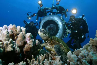 Подводный мир Индийского океана. The underwater world of the Indian Ocean.  - YouTube