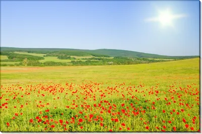 Фотосетка Маки в поле купить на заказ - Эко Фабрика