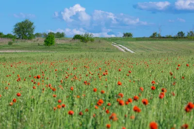 Пшеничное поле и маки Stock Photo | Adobe Stock