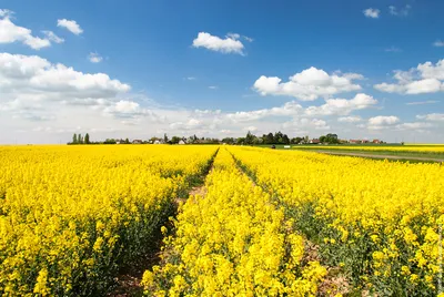 Самые красивые цветочные поля Европы