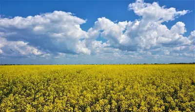 Лавандовые поля Валенсоль