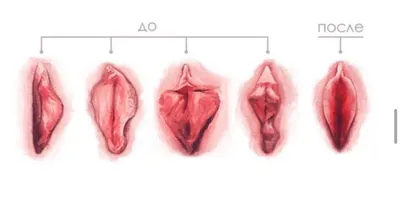 Картинки половых губ фотографии