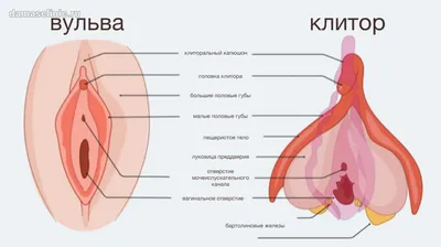 Липофилинг (увеличение) больших половых губ — Москва