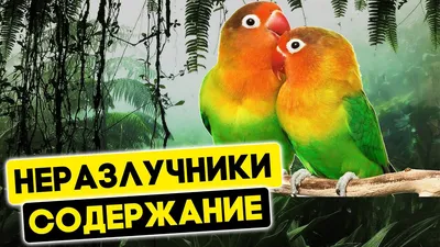 Картинки попугаев неразлучников фотографии