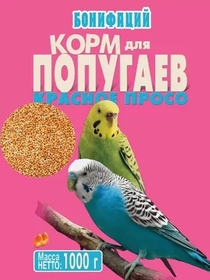 Виды попугаев. Описания, названия и особенности попугаев | мир животных |  Дзен