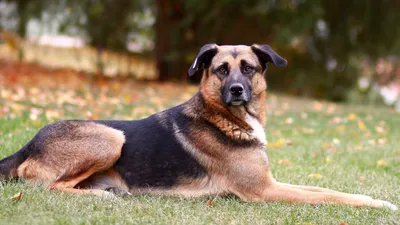 Маленькие собаки для 🐕 небольшой квартиры: лучшие породы миниатюрных собак  - Гульдог