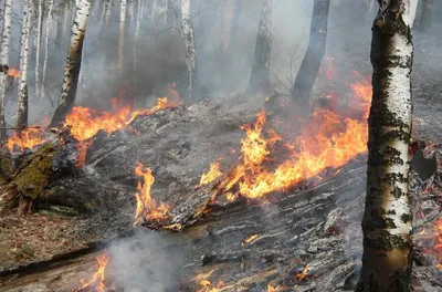 Правила поведения при пожаре в лесу / Новости / Богородский городской округ  Московской области