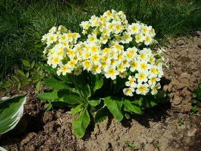 Примула Юлии малиновая (Primula juliae)