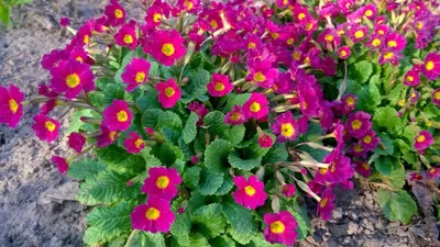 Примула обыкновенная / бесстебельная (Primula vulgaris, acaulis) - «Самые  первые порадуют своим цветением после зимы! 🌸 Чудесные, весенние,  неприхотливые примулы. 🌸 Мой опыт выращивания.» | отзывы