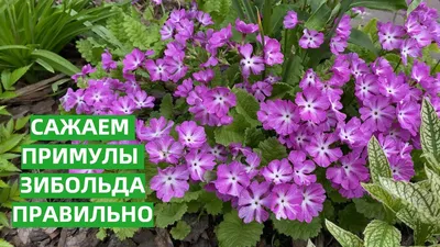 Примула бесстебельная (Primula acaulis) - Примула бесстебельная