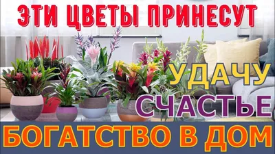 Монета «На богатство – приносит достаток и удачу» купить в Москве, цена,  отзывы в интернет-магазине Мой Мир (Хом Шоппинг Раша)