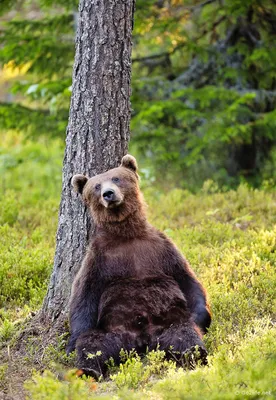 Фотографии животных на природе