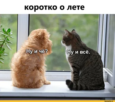 коротко о лете / лето :: лето классно проводил :: котэ (прикольные картинки  с кошками) / смешные картинки и другие приколы: комиксы, гиф анимация,  видео, лучший интеллектуальный юмор.