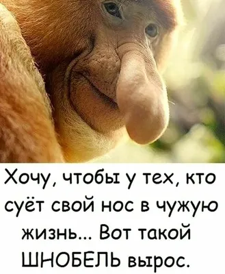 Не суй нос в чужую жизнь. | Facebook