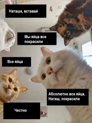 Наташ, вставай, мы всё уронили»: откуда взялись мемы про Наташу и котов,  которые теперь буквально в: yushchuk — LiveJournal