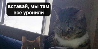 Помните мем про Наташу и ее котов, которые «все уронили»? Теперь это  товарный знак | Пикабу