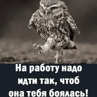 О проведении курсов повышения квалификации по программе «Разговоры о  важном»: система работы классного руководителя — Автономное образовательное  учреждение Вологодской области дополнительного профессионального образования