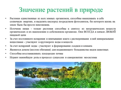 Значение растений в природе и жизни человека - БУ \"Сургутский районный  комплексный центр социального обслуживания населения\"