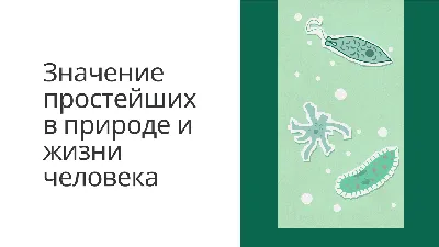 Значение леса в природе и жизни человека » Официальный сайт Администрации  Березовского городского округа Кемеровской области