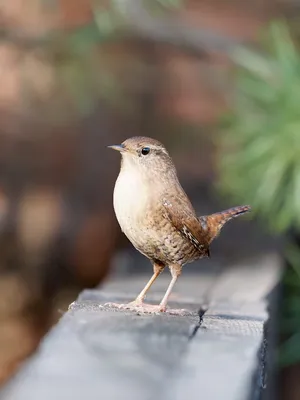 ДОБРЫЙ ВЕЧЕР ОТ ПТИЧЕК! 🐦! Нежное …» — создано в Шедевруме