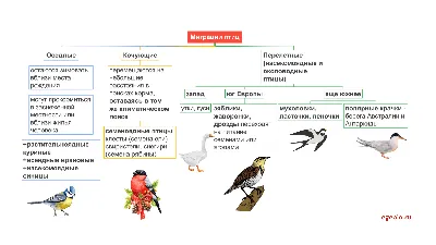 ПОСЛАНИЕ ГЕНЕРАЛЬНОГО СЕКРЕТАРЯ ПО СЛУЧАЮ ВСЕМИРНОГО ДНЯ ПЕРЕЛЕТНЫХ ПТИЦ |  РЦПДЦА