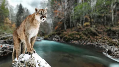 Пума (Felis (Puma) concolor) — Зоопарк «Лимпопо» г. Нижний Новгород –  Нижегородский зоопарк