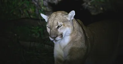 Пума (Felis (Puma) concolor) — Зоопарк «Лимпопо» г. Нижний Новгород –  Нижегородский зоопарк