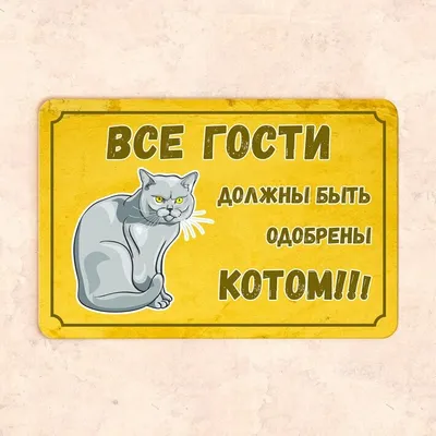 Не отвлекайся!»: кот возомнил себя начальником и стал контролировать работу  хозяина