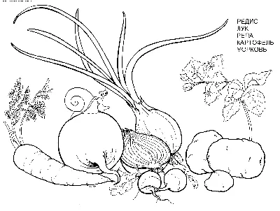 Раскраски Овощи распечатать бесплатно в формате А4 (76 картинок) |  RaskraskA4.ru
