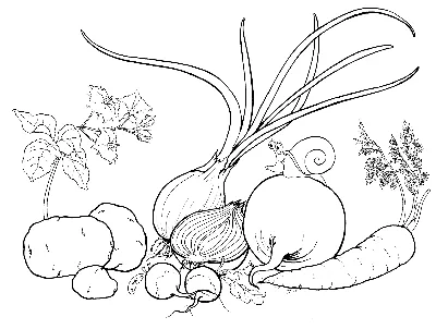 Раскраски Овощи Антистресс распечатать бесплатно в формате А4 (10 картинок)  | RaskraskA4.ru