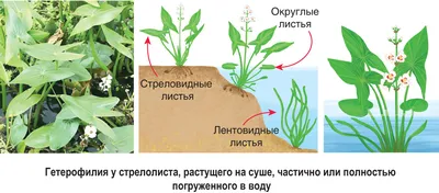 Стенд \"Происхождение культурных растений и домашних животных\"