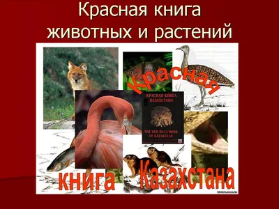 Опасные комнатные растения для животных