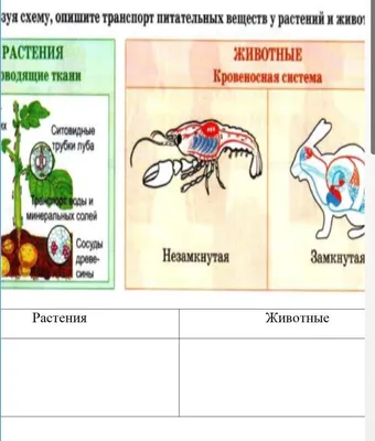 Издана новая Красная книга растений и животных Красноярского края