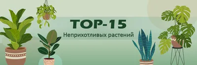 Мутации растений: Что это такое, с чем, и, главное, как это едят? | Книга  растений | Дзен