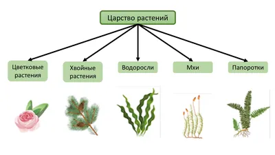 Цветение растений: продолжительность, начало, сроки