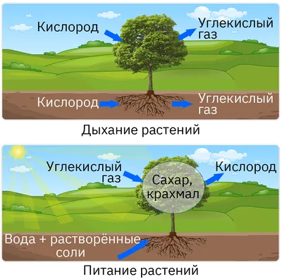 Бесполезные лайфхаки по уходу за домашними растениями