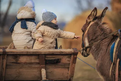 Животные мира. Фотокнига для самых маленьких. Умный малыш Владис 15220888  купить в интернет-магазине Wildberries